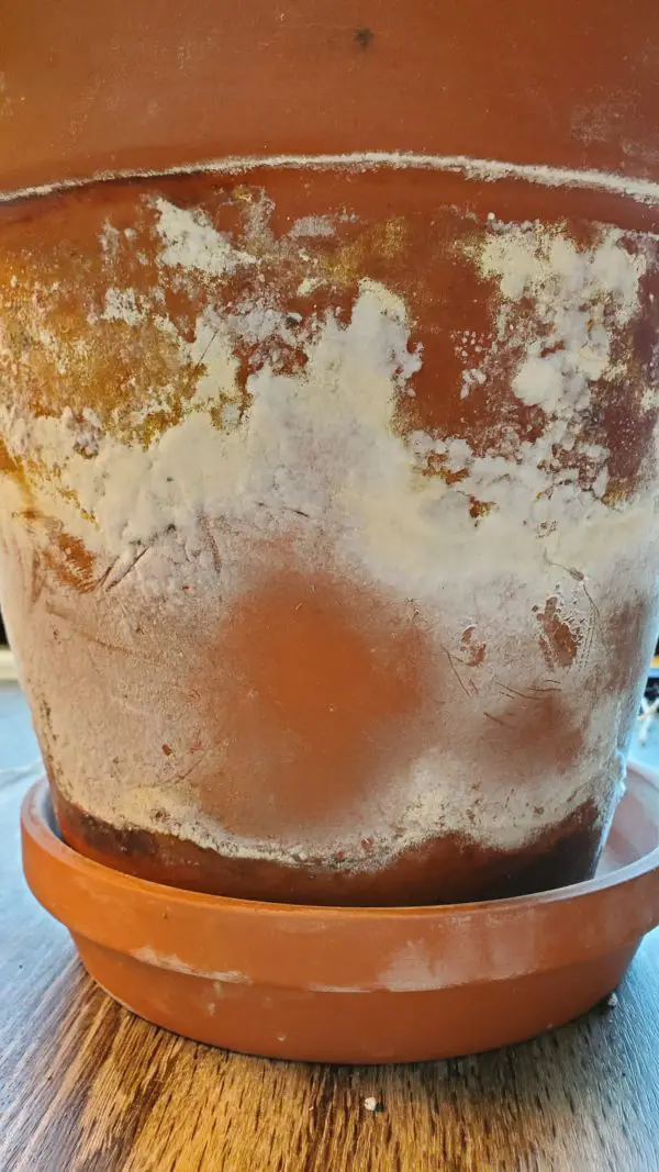 Mold on Terracotta Pot (How to Remove It) Mr.Houseplant