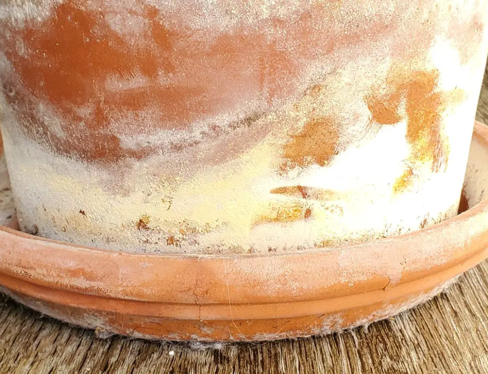 Mold on Terracotta Pot (How to Remove It) Mr.Houseplant