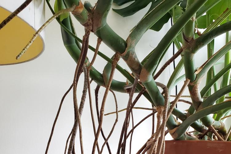 All About Orchid Roots and How to Deal With Them