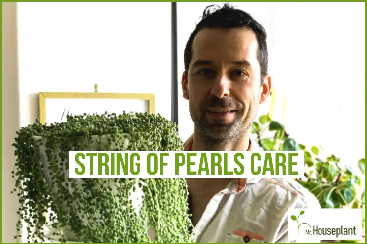 How to Grow String of Pearls Indoors or Outdoors - Dengarden