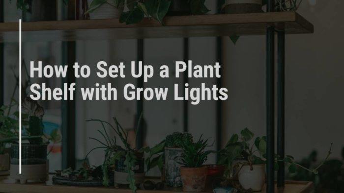 How To Set Up A Plant Shelf With Grow Lights - Mr.Houseplant