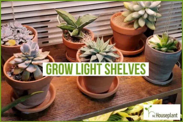 How To Set Up A Plant Shelf With Grow Lights - Mr.Houseplant