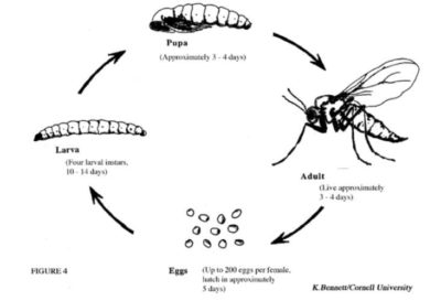 How to Get Rid of Fungus Gnats and Save Your Houseplants: 11 Tested ...