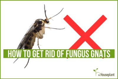 How to Get Rid of Fungus Gnats and Save Your Houseplants: 11 Tested ...