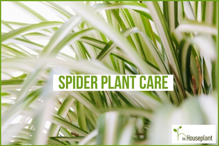 My Spider Plant Is Solid Green - Reasons For A Spider Plant Turning Green