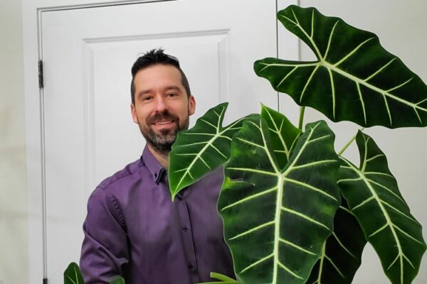 Alocasia Frydek Plant Care - How To Grow Green Velvet Alocasia - Mr ...