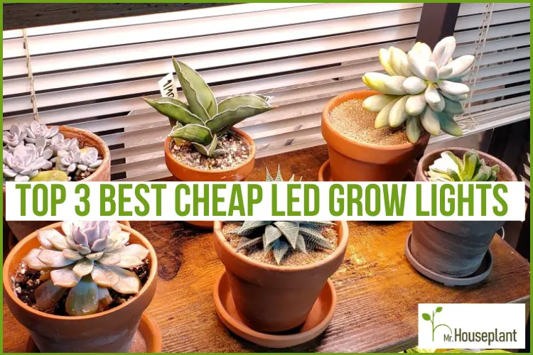 Top 3 Cheap Grow Lights for Houseplants - Mr.Houseplant