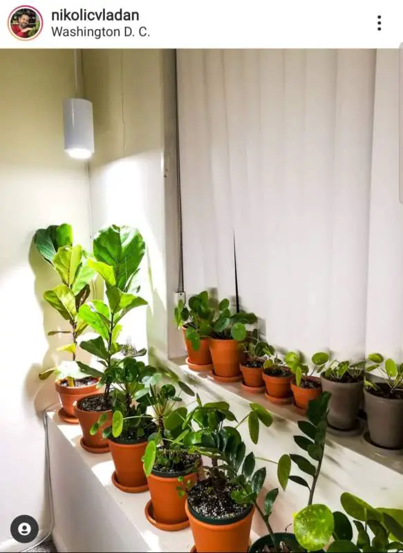 grow light for fiddle leaf fig