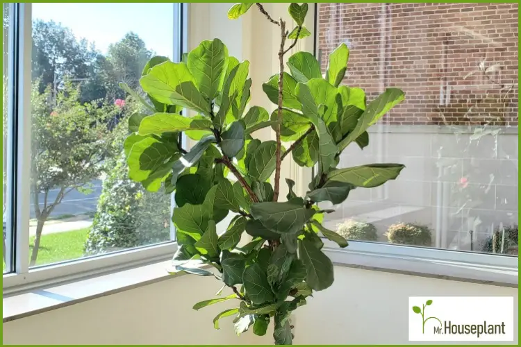 Fiddle Leaf Fig Light Explained!) - Mr.Houseplant