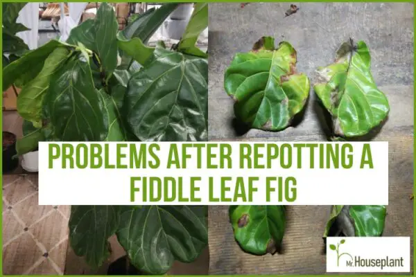 The Most Common Problems After Repotting a Fiddle Leaf Fig - Mr.Houseplant