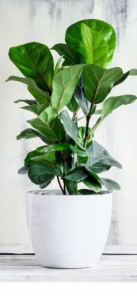 Dwarf Fiddle Leaf Propagation How To Do It PROPERLY Mr Houseplant