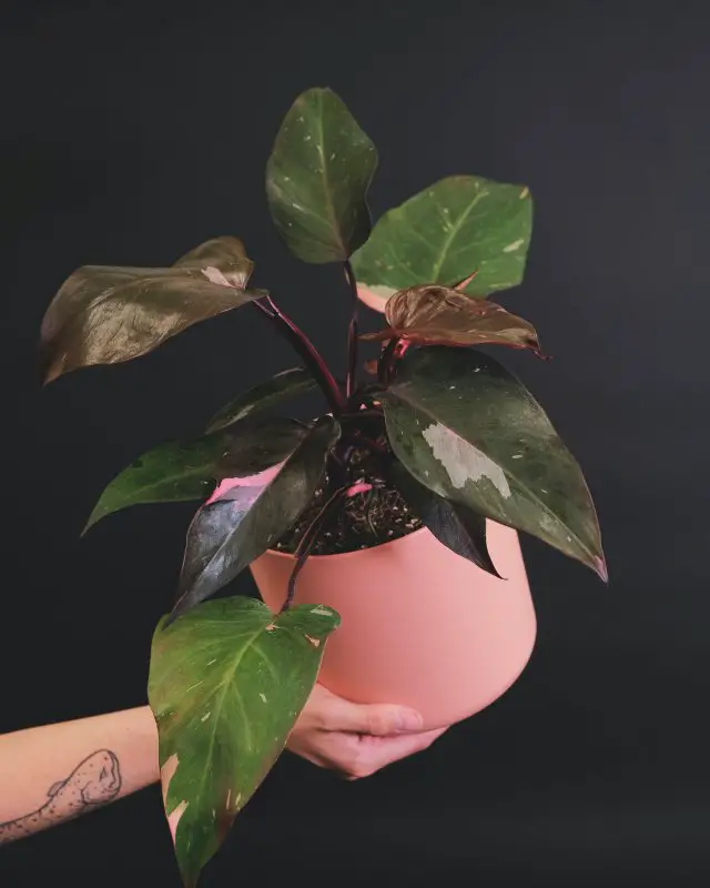 Pink Princess Philodendron: Ultimate Care & Growing Guide - Mr.Houseplant