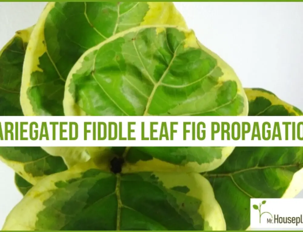 Fiddle Leaf Fig Propagation (The MOST COMPLETE Guide) - Mr.Houseplant