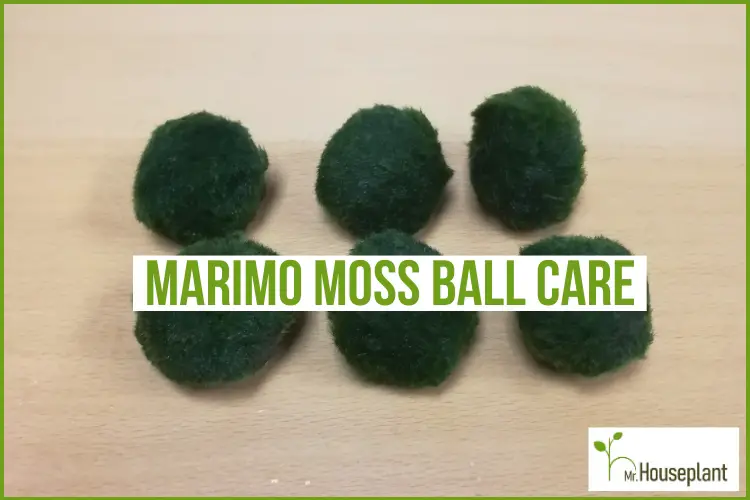 Guide to Marimo Moss Ball Care