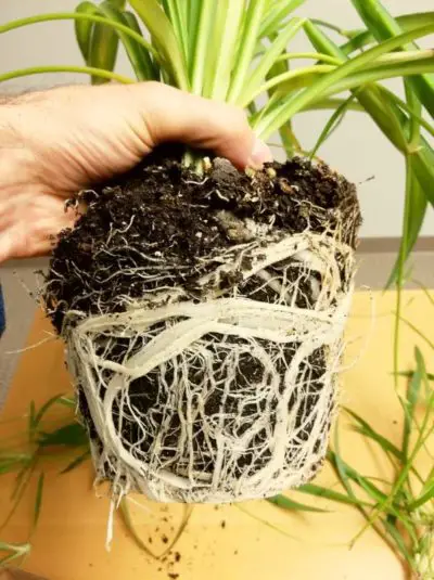 How To Repot A Spider Plant: How & When - Mr.Houseplant