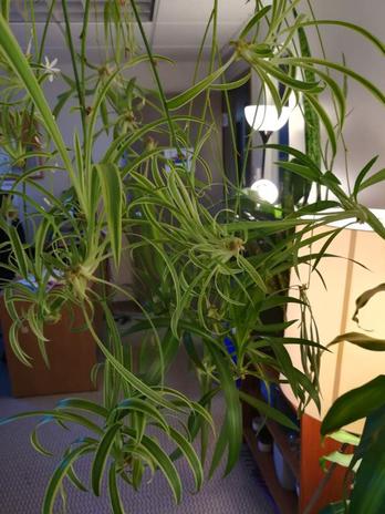 Planting & repotting spider plants - Plantura