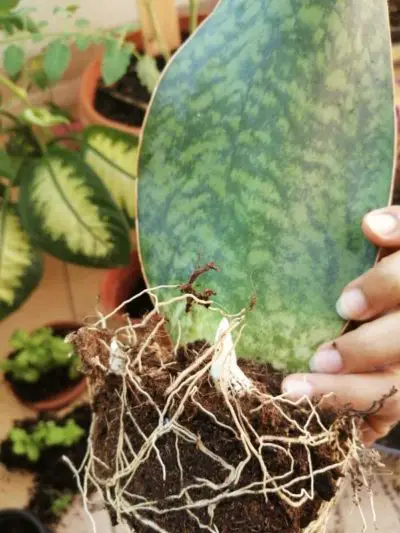 Whale Fin Snake Plant-The Ultimate Sansevieria Masoniana Guide - Mr ...