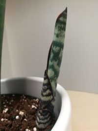 Whale Fin Snake Plant-The Ultimate Sansevieria Masoniana Guide - Mr ...