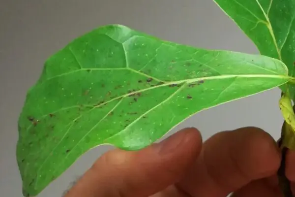 fiddle-leaf-fig-edema-oh-no-mr-houseplant