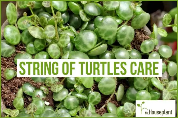 String Of Turtles Care: How to Grow Peperomia Prostrata - Mr.Houseplant