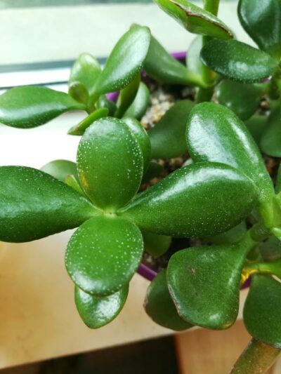 Crassula Ovata Care (Complete Guide!) - Mr.Houseplant