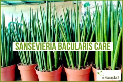 Sansevieria Bacularis Care (FULLY Explained!) - Mr.Houseplant