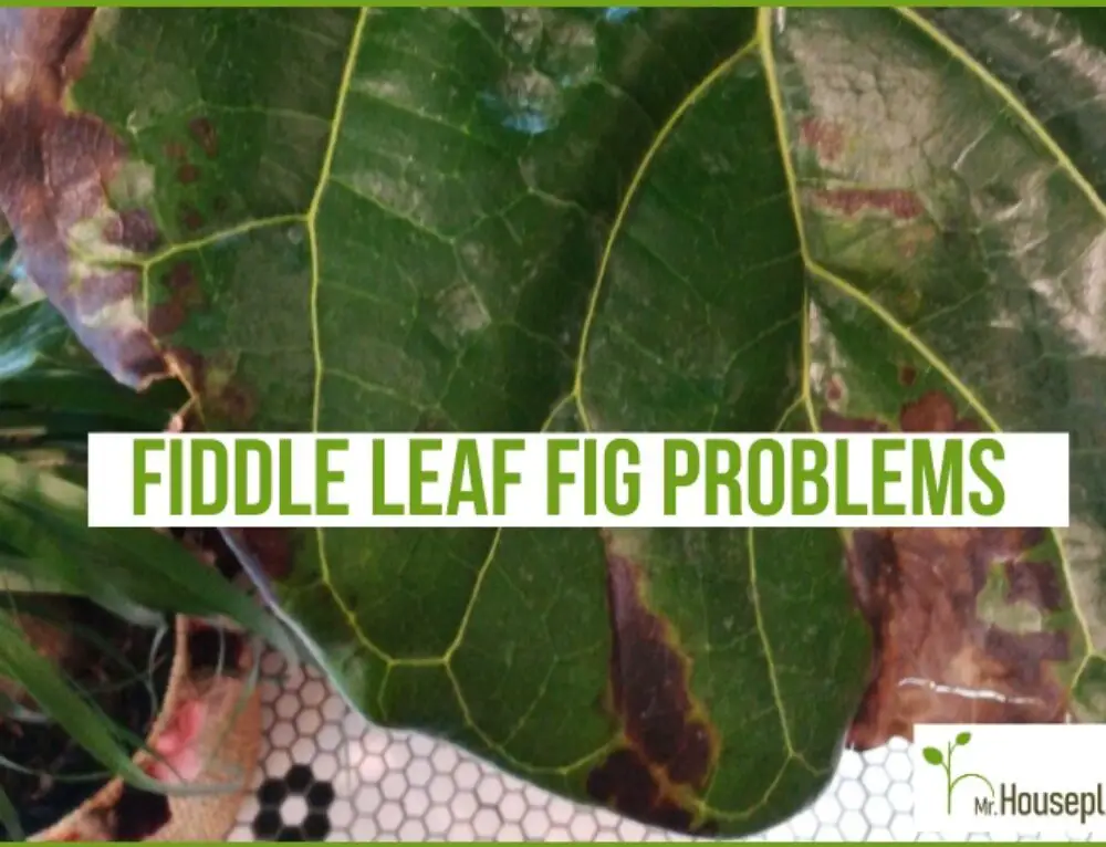 Fiddle Leaf Fig Light Requirements (FULLY Explained!) - Mr.Houseplant