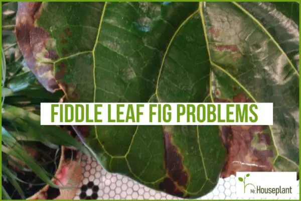 Fiddle Leaf Fig Problems (and How To Treat Them) - Mr.houseplant