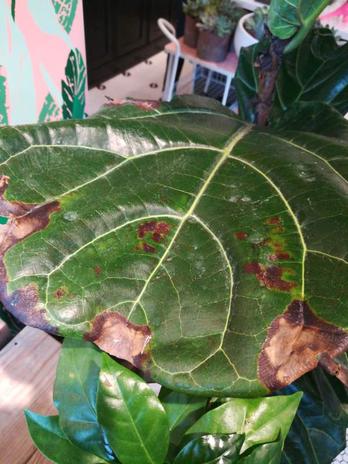 Stop What's Causing Brown Spots on Fiddle Leaf Fig Leaves Quickly
