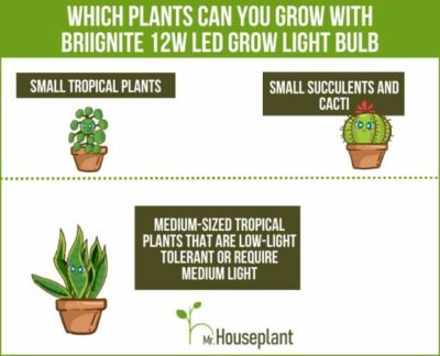 Briignite Grow Lights (June 2023) - Mr.Houseplant